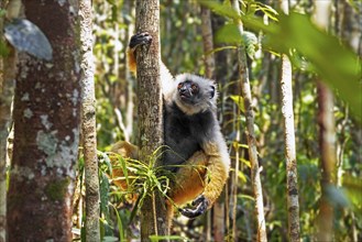 Diademed sifaka, diademed simpona (Propithecus diadema) in tree, Andasibe-Mantadia National Park,