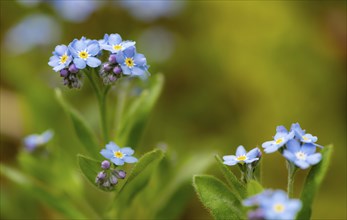 Blue flowers of the forget-me-not (Myosotis), Bavaria, Germany, Europe