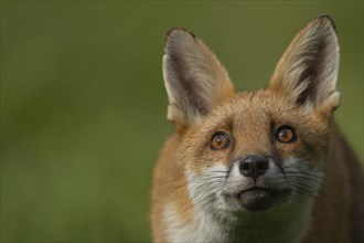 Red fox (Vulpes vulpes) adult animal looking skywards, Essex, England, United Kingdom, Europe