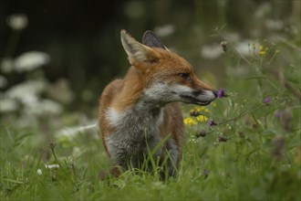 Red fox (Vulpes vulpes) adult animal sniffing a flower amongst summer wild flowers in grassland,