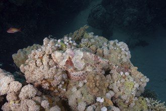 Well camouflaged tassled scorpionfish (Scorpaenopsis barbata), Marsa Shona Reef dive site, Red Sea,