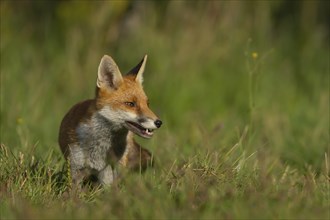 Red fox (Vulpes vulpes) juvenile cub walking in summer grassland, Essex, England, United Kingdom,