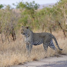 African leopard (Panthera pardus pardus), adult male standing by the side of the road, alert,