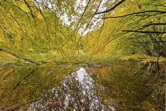 Autumn leaves, autumn atmosphere, colourful leaves, golden October, moor, Jasmund National Park,