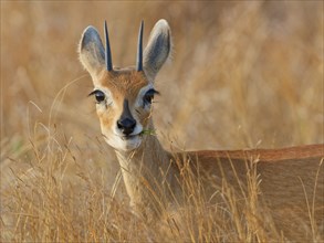 Steenbok (Raphicerus campestris), adult male standing in tall dry grass, looking at camera, alert,