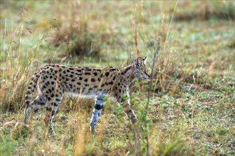 Serval (Leptailurus serva), Africa, Kenya, Masai Mara, Masai Mara, Africa