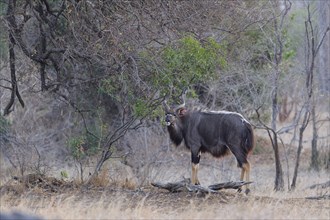 Nyala (Tragelaphus angasii), adult male standing in the thickets, looking at camera, alert, evening