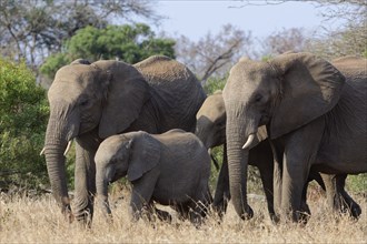 African bush elephants (Loxodonta africana), herd, adults with two young walking in dry grass,