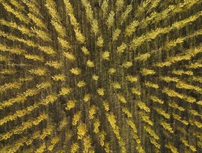 European Aspen (Populus tremula) in autumnal colours. Cultivated for timber. Aerial view. Drone