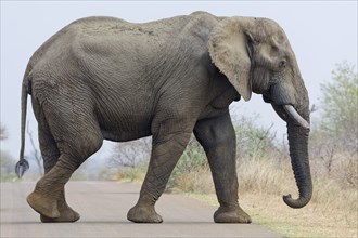 African bush elephant (Loxodonta africana), adult male crossing the asphalt road, motion blur,