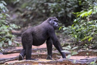 Western lowland gorilla (Gorilla gorilla gorilla) near the Baï-Hokou forest clearing, female,