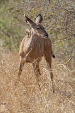 Greater kudu (Tragelaphus strepsiceros), standing in tall dry grass, Kruger National Park, South