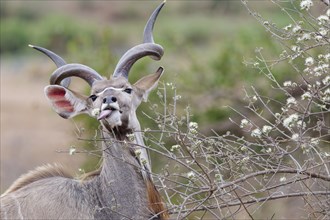 Greater kudu (Tragelaphus strepsiceros), adult male feeding on flowering buds, looking at camera,