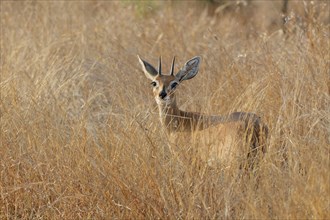 Steenbok (Raphicerus campestris), adult male standing in tall dry grass, looking at camera, alert,