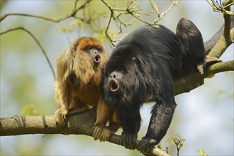 Black howler (Alouatta caraya), male and female calling, captive, occurring in South America