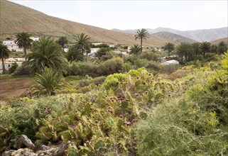 Green vegetation in village of Betancuria, Fuerteventura, Canary Islands, Spain, Europe