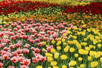 Flower meadow with colourful tulips, Mainau Island, Lake Constance, Baden-Württemberg, Germany,