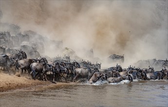 Africa, Wildebeest migration in Kenya, Masai Mara, Wildebeest herd crosses river