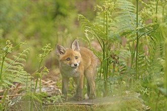 Red fox (Vulpes vulpes), A curious fox cub explores a forest clearing