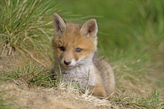 Red fox (Vulpes vulpes), A young fox lies attentively in the green grass