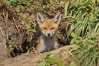 Red fox (Vulpes vulpes), young fox at the den