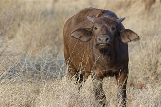 Cape buffalo (Syncerus caffer caffer), young calf standing in tall dry grass, looking at camera,