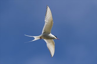 Arctic Arctic Tern (Sterna paradisea) in flight, Reykjanes, Iceland, Europe