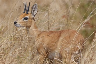 Steenbok (Raphicerus campestris), adult male standing in tall dry grass, alert, Kruger National