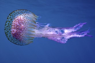 A mauve stinger (Pelagia noctiluca) drifts through the deep blue water. Dive site Cap de Creus