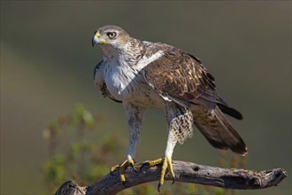 Bonelli's eagle (Hieraaetus fasciatus), Aigle de Bonelli, Ãguila-azor Perdicera, Tawi Atayr,