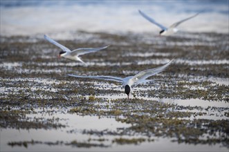 Arctic terns (Sterna paradisea) in flight, Iceland, Europe