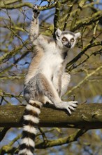 Ring-tailed lemur (Lemur catta) sitting in a tree, occurrence Madagascar, captive, North