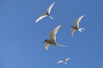 Arctic terns (Sterna paradisea) in flight, Reykjanes, Iceland, Europe