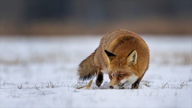 Red fox (Vulpes vulpes), hunting, winter fur, lurking, sniffing, winter landscape, frost and snow,