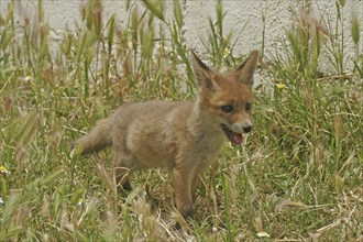 Red fox (Vulpes vulpes), young fox