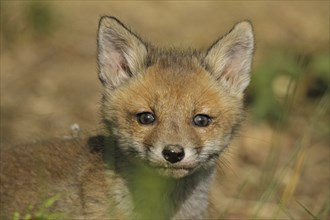 Red fox (Vulpes vulpes), close-up of a young fox with a clear gaze