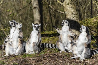 Ring-tailed lemur (Lemur catta), sunbathing, France, Europe