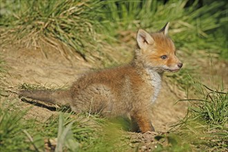 Red fox (Vulpes vulpes), A young fox stands alone in a meadow and looks curious