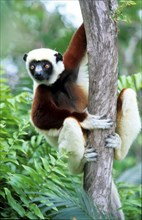 Crown sifaka, Madagascar, Coquerels crown sifaka, Prophitecus verreauxi coquereli, Madagascar,