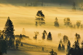 Fog and trees at the Rothenthurm high moor, Canton Schwyz, Switzerland, Europe