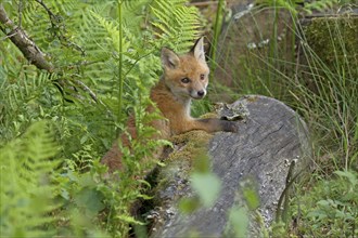 Red fox (Vulpes vulpes), A fox cub lurks on a tree trunk in a green forest