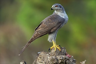 Northern northern goshawk (Accipiter gentilis), Autour des palombes, Hides De Calera / Goshawk