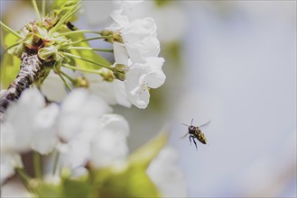 Bee on a cherry blossom, photographed in Jauernick-Buschbach, 12/04/2024