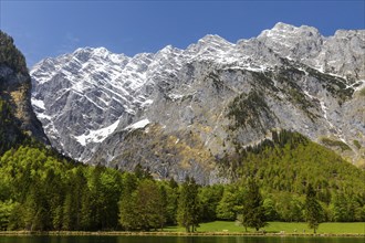 Watzmann group at Königssee, mixed forest, rock, mountain, Berchtesgadner Land, Bavaria, Germany,