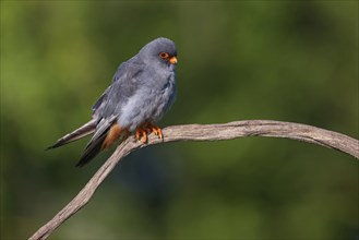 Red-footed Falcon, (Falco vespertinu), perching station, falcon family, Tower Hide, Tiszaalpar,