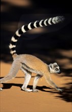 Lemur Catta, Ring-tailed Lemur, Madagascar, Madagascar, Madagascar, Africa