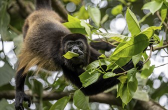 Mantled howler (Alouatta palliata) eating leaves in a tree, Cahuita National Park, Costa Rica,