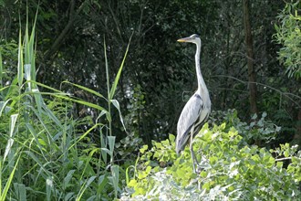 Grey heron (Ardea cinerea) in the reeds of Lacul Isac in Lacul Isaccel, a lake in the Danube Delta,