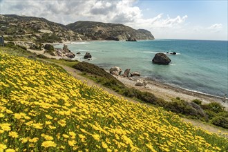 Spring flowers on the beach of Petra tou Romiou, the Rock of Aphrodite in Kouklia near Paphos,