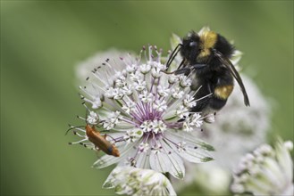 White-tailed bumblebee (Bombus lucorum) and common red soldier beetle (Rhagonycha fulva) on